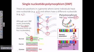 Single nucleotide polymorphism SNP [upl. by Turne]