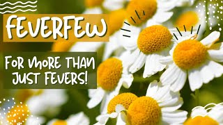 Feverfew Herb The Medicinal Daisy Herb for More than Just Fevers [upl. by Maharg606]