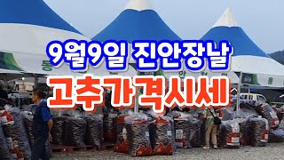 9월9일 진안고추시장고추가격시세진안고랭지고추 직거래장터 [upl. by Martainn898]