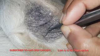 My dog is facing the issue of blackheads [upl. by Yzzik]