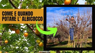 Albicocco  Come e Quando Potare L Albicocco Tutorial Passo Passo Per Farlo CORRETTAMENTE [upl. by Liza705]