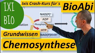 Chemosynthese  Grundwissen und Keywords zum Stoffwechsel chemoautotropher Organismen Bio Abitur [upl. by Namielus964]