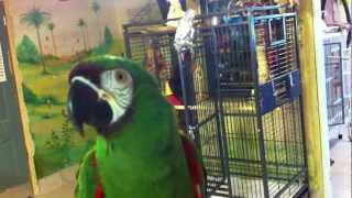 Liu the severe macaw talking at the Wilson Parrot Foundation 3 [upl. by Kcirneh]