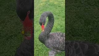 Australian black Swan Canberra [upl. by Ycram]