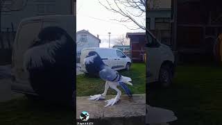 English Pouter pigeons pigeonstv pigeon [upl. by Arihaj637]