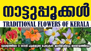 51 Flowers names in Malayalam amp English കേരളത്തിലെ 51 നാടൻ പൂക്കളുടെ പേരുകൾ [upl. by Ivetts349]