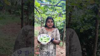 കോവക്ക കൃഷിhow to cultivate koval kovalorganicKUNJOOS293y2s [upl. by Eimas]