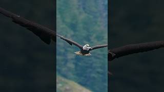 MUST SEE Eagle swallows fish whole while flying right towards the camera nature eagle [upl. by Toback]