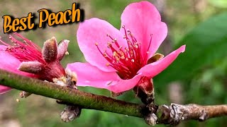 The Best Peach Tree Variety for Hot Climates [upl. by Acinemod793]