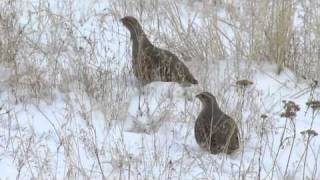 Gray Partridge [upl. by Wendalyn]