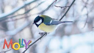 Quiet Winter  Miss Molly Sing Along Songs [upl. by Peisch]