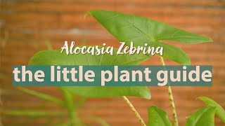 Alocasia Zebrina Plant Guide plantcare alocasiazebrina [upl. by Aratihc253]