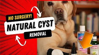 HOW TO HELP YEAST FEET IN DOGS  swollen bulldog feet and interdigital cysts  Easy and natural [upl. by Lebasi617]