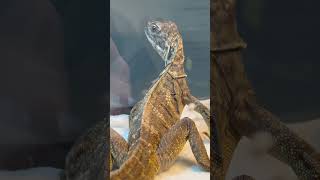 Unveiling The Mystique Of The Sailfin Dragon [upl. by Falzetta]