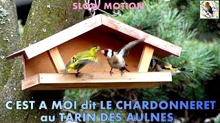 CHARDONNERET et TARIN des AULNES en SLOW MOTION [upl. by Modestia]