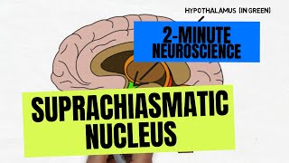 2Minute Neuroscience Suprachiasmatic Nucleus [upl. by Annaeoj]