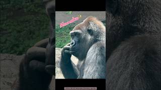 モモコさん、美人✨ Beautiful Mom Gorilla Momoko ゴリラ gorilla [upl. by Salomi]