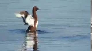 Ferruginous pochard duck [upl. by Eloc]