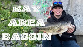 Bay Area Bass Fishing  3LB FISH EVERY TRIP [upl. by Ielirol]