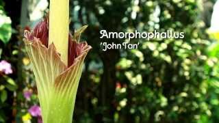 The fascinating flowering of Amorphophallus John Tan [upl. by Assilram687]