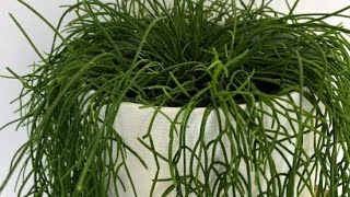 641Tips to grow and care Rhipsalis Baccifera Mistletoe CactusHindi [upl. by Nottap]