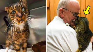 Vet Hugs Dying 15yearold Cat A Minute Later Something Totally Unexpected Happens [upl. by Neetsyrk]