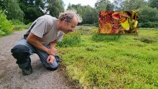 De zonnedauw de vleesetende plant uit onze Heemparken [upl. by Jimmie723]