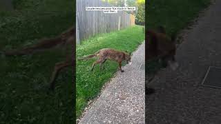 Couple rescues poor fox stuck in fence and then fox foxy shorts [upl. by Lednem]