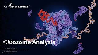 Ribosome Analysis  Creative Biolabs [upl. by Ahsemal127]