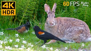 Cat TV for Cats to Watch 😺 Graceful Summer Birds Bunnies squirrels 🐦 8 Hours 4K HDR 60FPS [upl. by Barabas835]