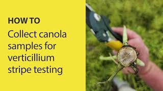 How to collect canola samples for verticillium stripe testing [upl. by Tavi287]