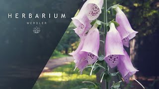 Digitalis purpurea  Foxglove [upl. by Mhoj714]