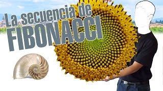 La secuencia de Fibonacci en 3 minutos Por explainers tv [upl. by Nnyrb]