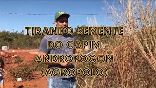 Tirando sementes do capim andropogon agropolo  como tirar semente de capim agropolo [upl. by Feltie651]