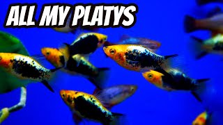 All My Platys  Fish Room Tour [upl. by Richter625]