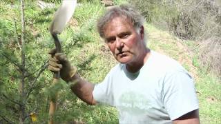 Hillside Planting Atlas Cedar  Prune Like a Pro [upl. by Amethyst]