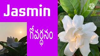 Gardenia jasminoides plantjasmin govardanam plant care😍 [upl. by Blanchard]