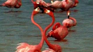 Thousands of Pink Flamingos in Celestun [upl. by Nanreik]