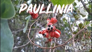 Paullinia meliifolia  Guaraná Sapindaceae [upl. by Maxim568]