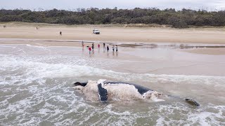 20 Tonne Whale Buried In Ditch [upl. by Leugim]