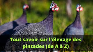 Tout savoir sur lélevage des pintades pintade elevage volailles [upl. by Arhsub]