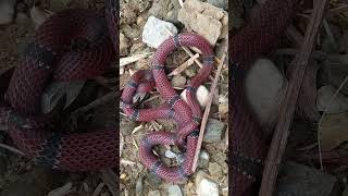 Serpiente 🤩 coral verdadera coral micrurus snake chocó colombia short red toxic viral feed [upl. by Airemat]