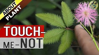 TOUCH ME NOT PLANT at Home  How to Grow Care and Propagate the Mimosa Pudica Plant in English [upl. by Dorehs]