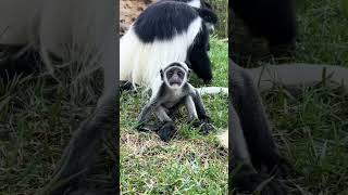 Enjoy this bouncing baby colobus colobus monkey babymonkey babyanimals funnyanimals [upl. by Geier702]