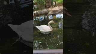 Mute swan  Swan  ගොළු හංසයා Waterfowl swan swans dehiwalazoo [upl. by Ruvolo696]