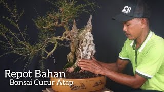 Cara Repot Bahan Bonsai Cucur Atap  Baeckea Frutescens [upl. by Rhoda]