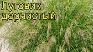 ЩучкаЛуговик дернистый Краткий обзор описание характеристик deschampsia caespitosa [upl. by Ahtabat]