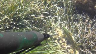 Video pesca sub Entrata del 552013 Sardegna Stintino [upl. by Chellman441]