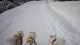 Sled Dogs Own the Trail  Urban Skijoring on a Bike Trail [upl. by End]