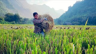 Harvesting Rice By Hand And Threshing RiceDistributing Straw To Plant Corn In The FallWinter Crop [upl. by Bremer952]